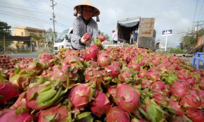 Ben Tre Green Pomelo Cooperative