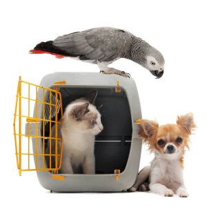 Shipping pets by air to Thailand