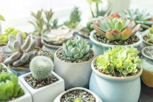 Sending Succulent to Korea