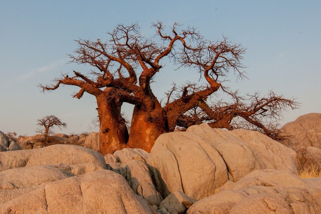 Chuyển phát nhanh đi Botswana