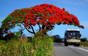 Mua hàng hộ từ Mauritius về Việt Nam