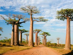 Vận chuyển hàng hóa đi Madagascar chi phí ưu đãi, hàng hóa đảm bảo
