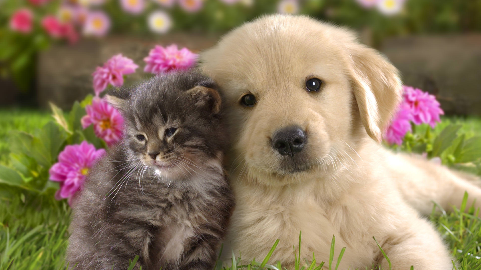 Gửi chó mèo: Bạn yêu thú cưng của mình và muốn chăm sóc cho chúng khi bạn không ở bên cạnh. Hình ảnh này sẽ giúp bạn tìm ra cách tốt nhất để gửi các bạn cún, mèo đến với những người yêu thú cưng.