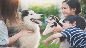 Vận chuyển thú cưng