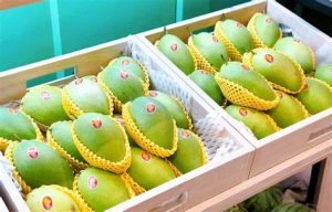 Vận chuyển xoài từ Long An đi Hàn Quốc