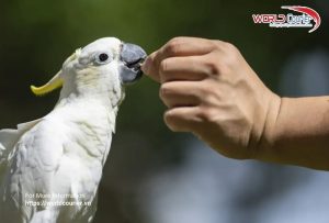 Vẹt mào vàng quý hiếm tìm thấy nơi trú ẩn tại Hồng Kông